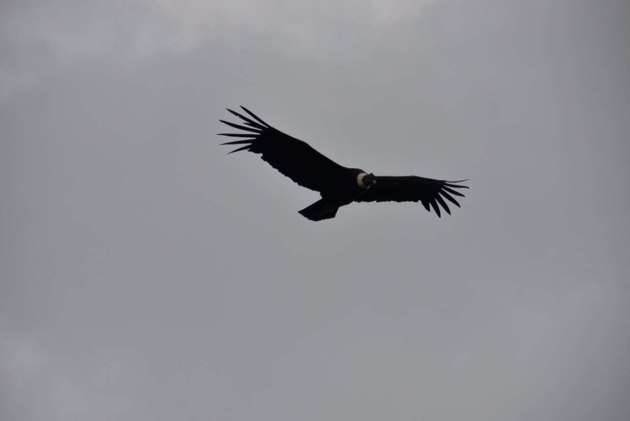der Kondor fliegt wenige Meter über unseren Köpfen!