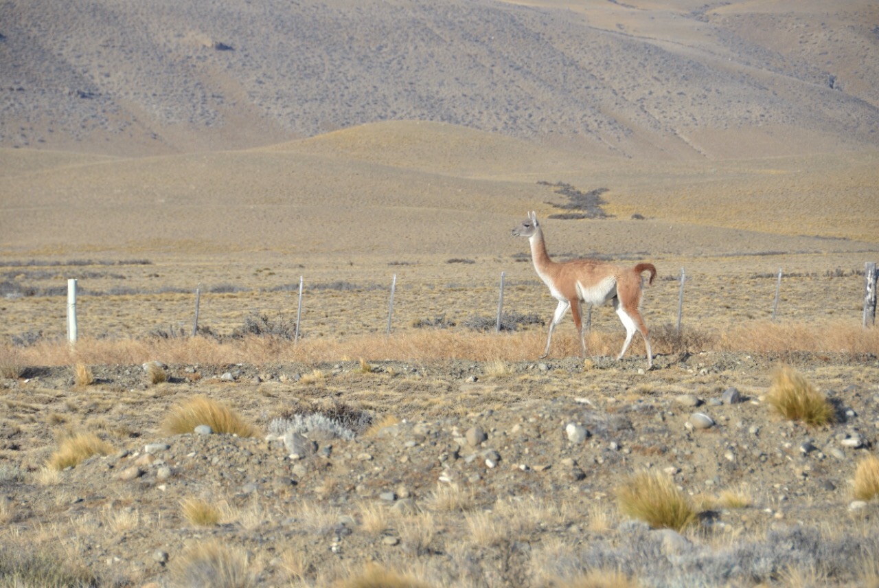 Guanacos sind überall anzutreffen