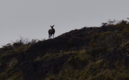 Weibliches Huemul