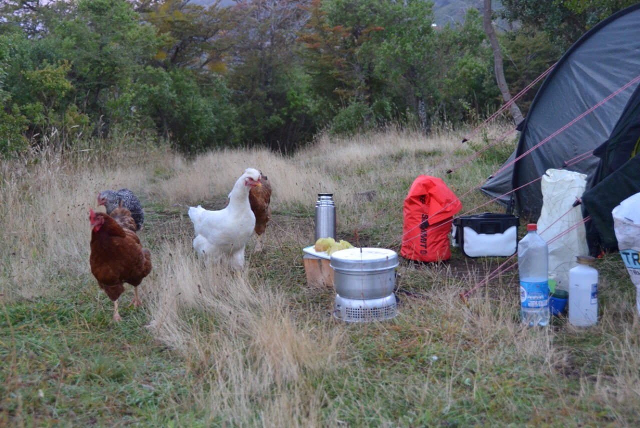 Die glückliche Hühnerschaar zeigt Interesse an unserem Zelt und vor allem am Kochtopf