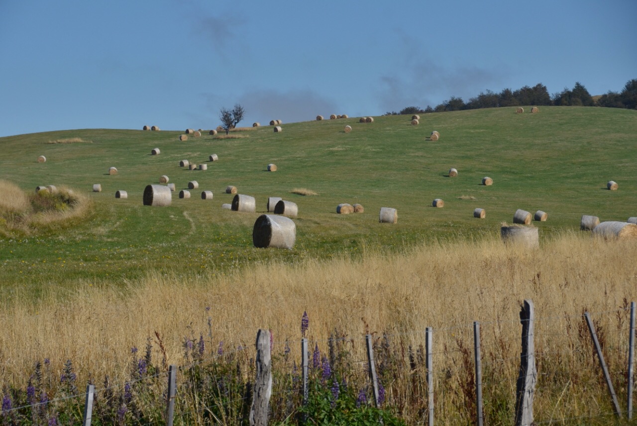 Grüne Wiesen und Heuballen so weit das Auge reicht.