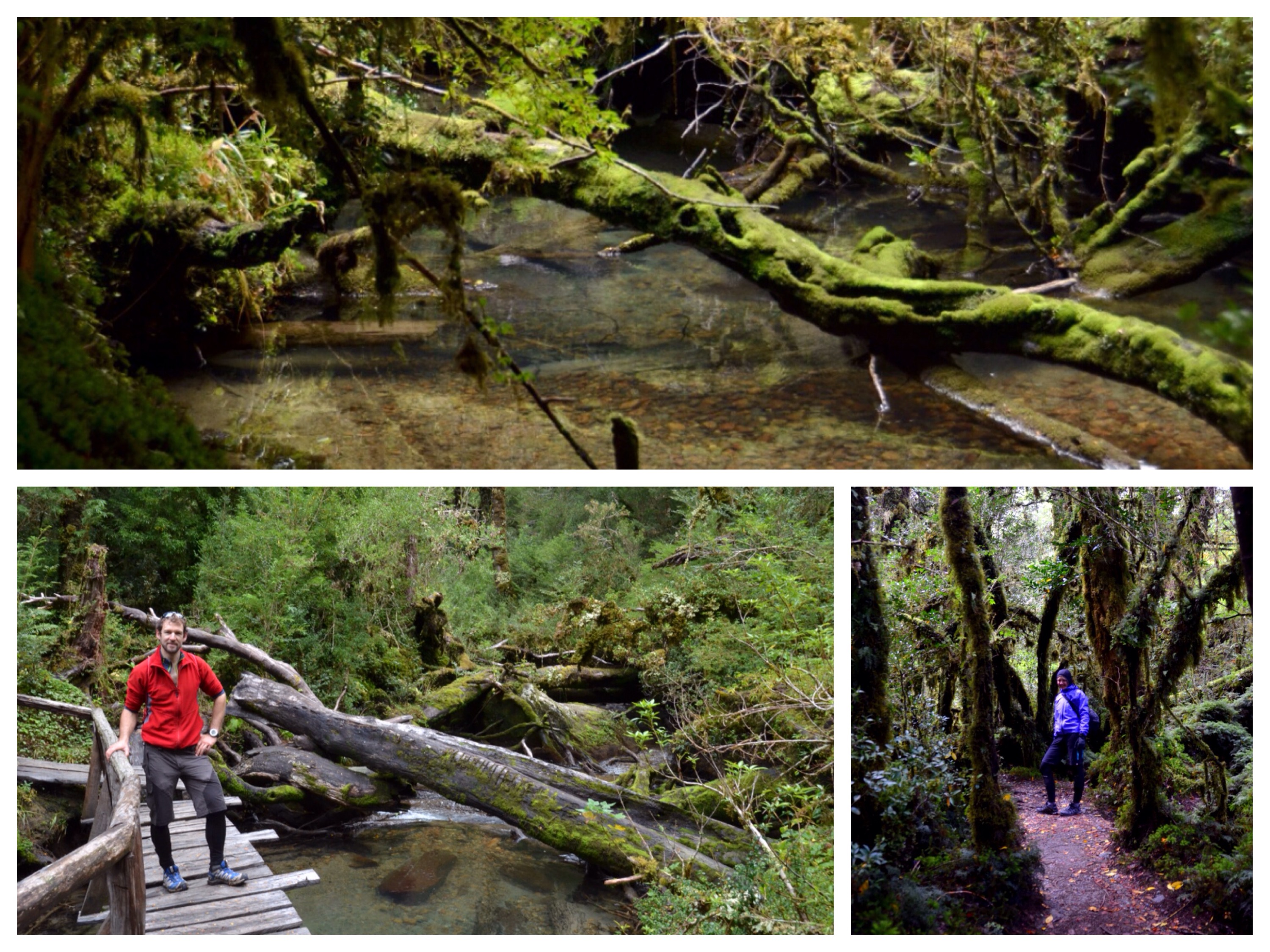 Bosque Encantado - Verzauberter Wald Bosque Encantado - Verzauberter Wald