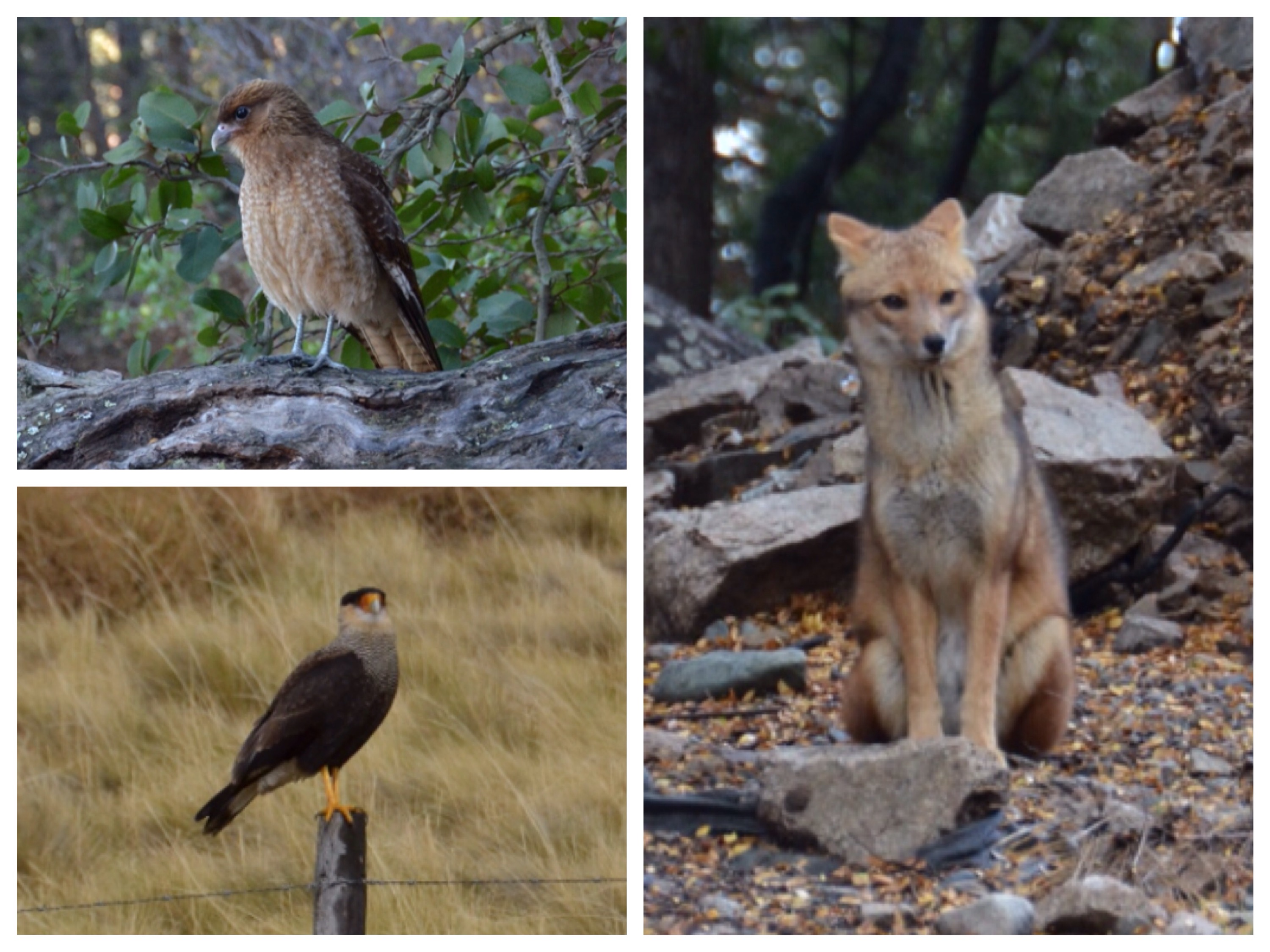 Zum ersten Mal begegnen wir im Park auch neugierigen Wildtieren
