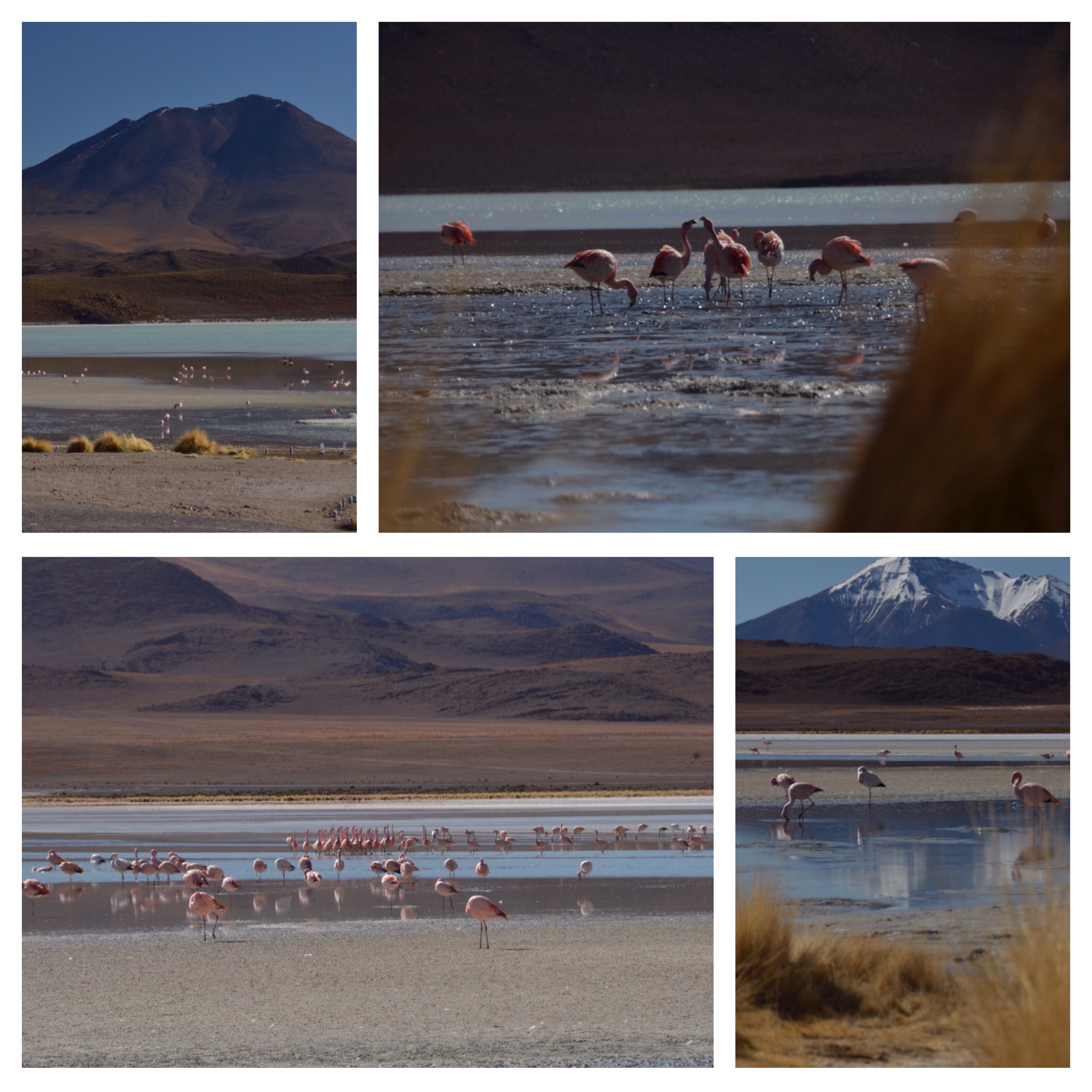 ...inklusive  Flamingoshow!