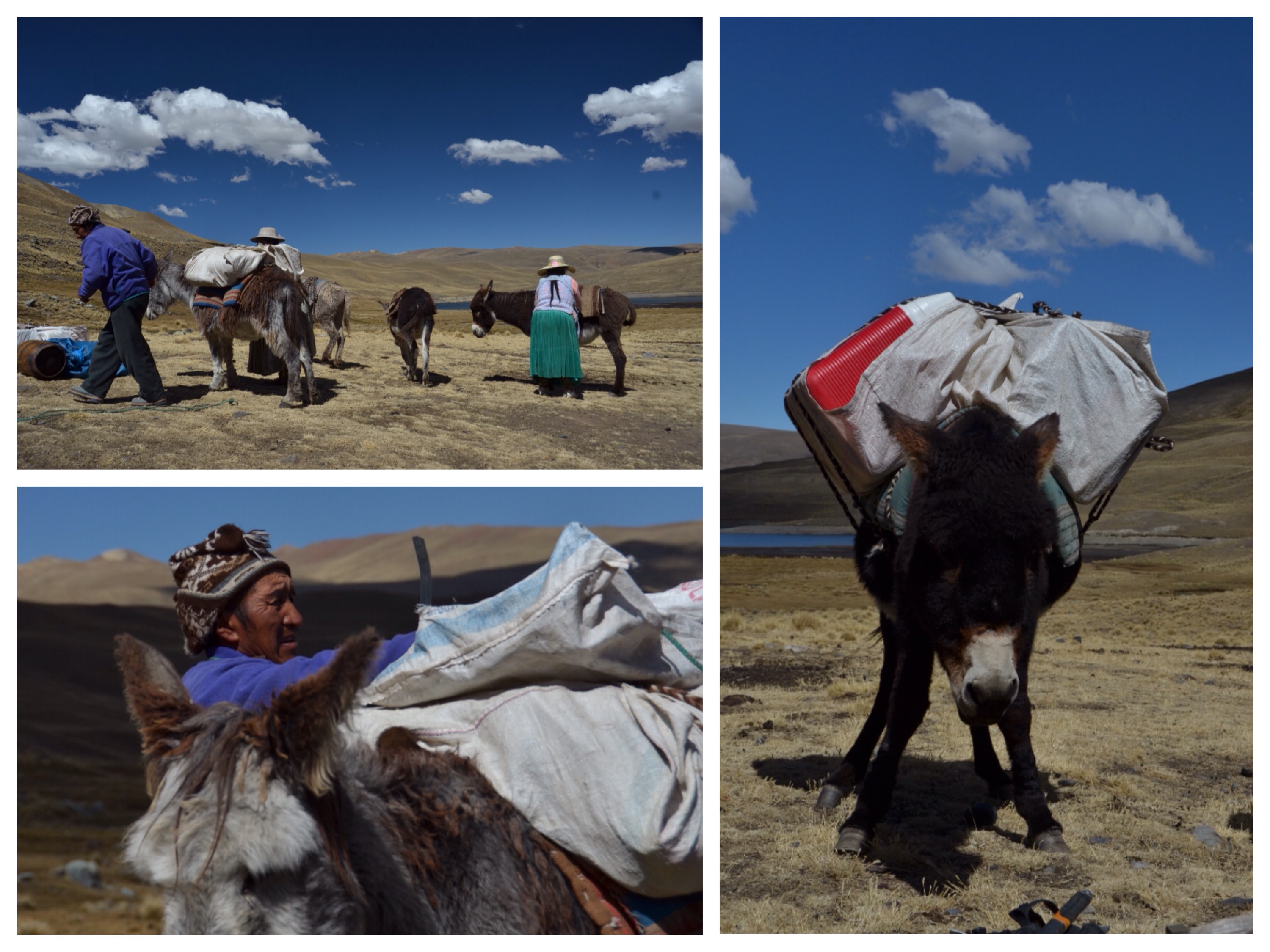 Unsere vierbeinigen Helfer