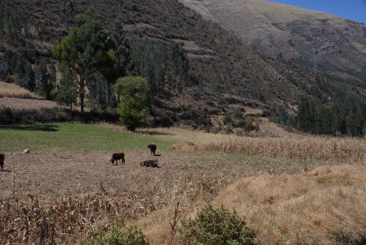 Lange haben wir kein Grün mehr gesehen